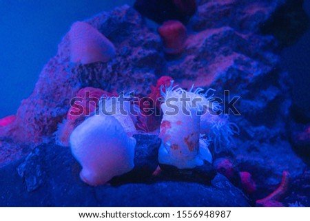 picture of sea anemone. Colorful coral