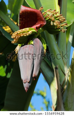 Banana flowers and some small bananas on the plant in the fruit garden of farmer, natural background picture of red flower
