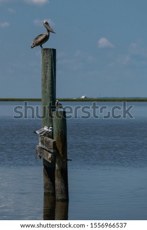 Brown pelican and other birds resting on the remains of an old dock.
