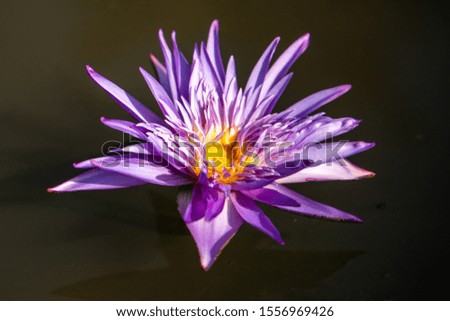 Picture of a Thai lotus. A beautiful purple lotus flower in a pond with bright yellow pollen.