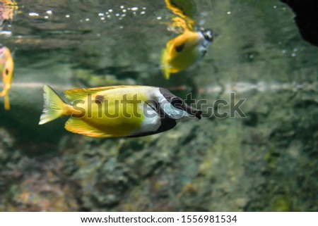 Foxface Rabbitfish - a species of fish found at reefs and lagoons in the tropical Western Pacific.