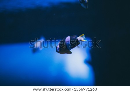 Beautiful fish swimming in the dark