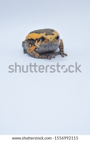 Asian narrowmouth toads, bullfrog on white background