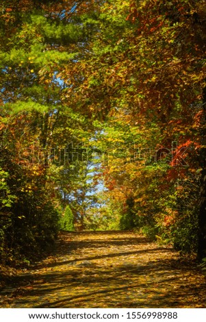 Gorgeous autumn scenery in the mountains of Brevard, North Carolina. A hidden driveway covered by fallen leaves.  