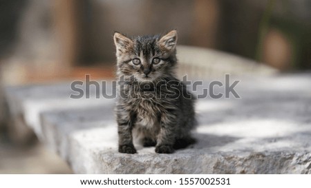 One cute little cat playing on the stable in the yard with the warm sunlight