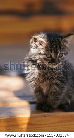 One cute little cat playing on the stable in the yard with the warm sunlight