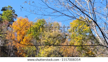 Beautiful Fall Colors and Blue Sky