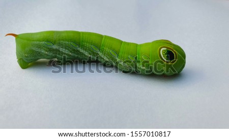 Big green worm image and white background