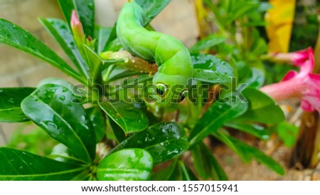 Big green and natural worm image