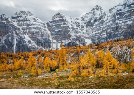 Magical colors of autumn season in Canadian rockies, popular spot for fall season photography in canadian mountains Royalty-Free Stock Photo #1557043565