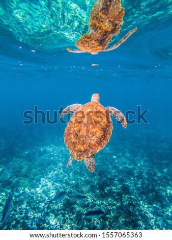 a turtle picture with reflection underwater