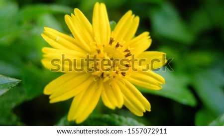 yellow flower macro with green background