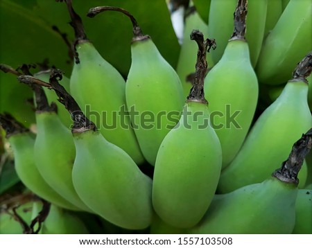 the raw bananas are hanging on tree have leaf covering on it. A bunch of raw banana have round shape . 
