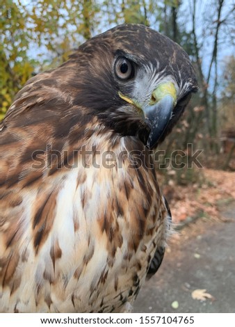 Female red tailed hawk posing