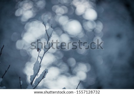 First Snow of the Season on a Branch With Dark Blue Theme