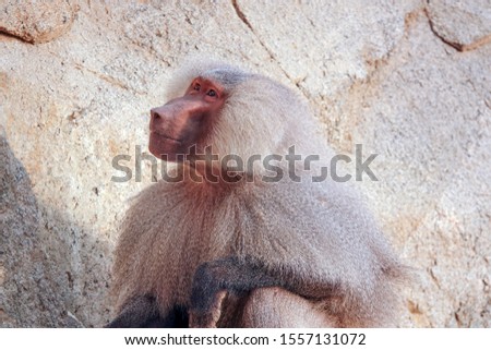 A large male hamadryas baboon
