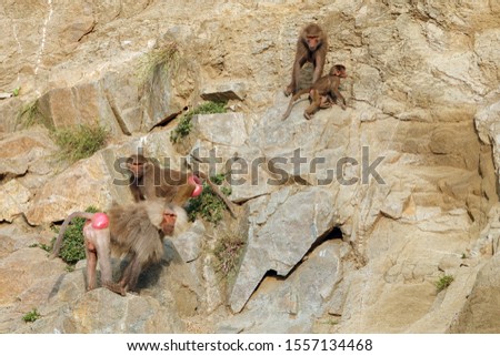 A troop of hamadryas baboons. The hamadryas baboon is the northernmost of all the baboons.
