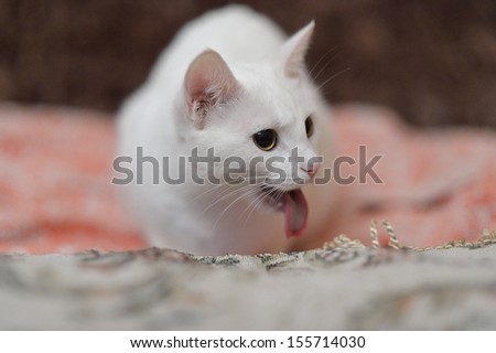 Funny white cat