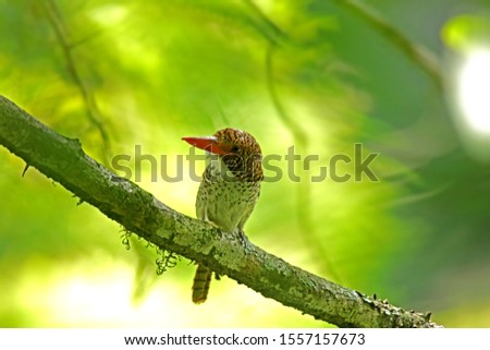 The Female Banded Kingfisher on branch in nature, Thailand
