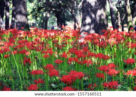 Red Spider Lily in Seonunsa Temple