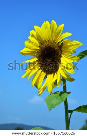 Sunflower and Clear Blue Sky