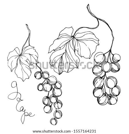 Vector Grape berry healthy food. Black and white engraved ink art. Isolated grapes illustration element on white background.