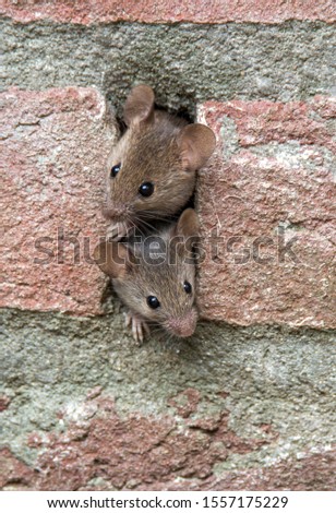 Two mice living in a brick wall Royalty-Free Stock Photo #1557175229