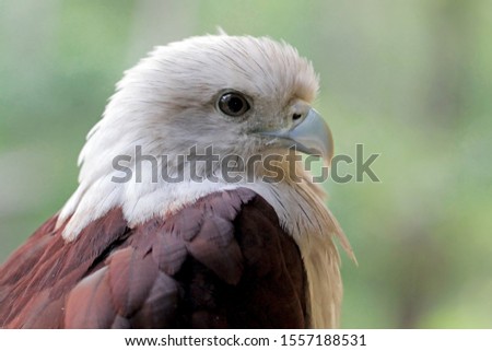 javan hawk eagle on the branch