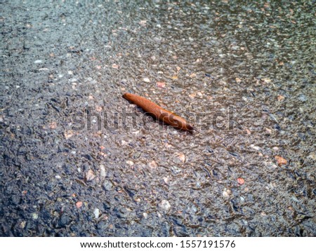 Arion ater - type of slugs from the family of Arionidae. Slug on a Road. Greean forest on the background. Slug is running over a road with asphalt. Copy space for text