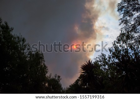 Australian bushfire: trees silhouettes and smoke from bushfires covers the sky and glowing sun barely seen through the smoke. Catastrophic fire danger, NSW, Australia Royalty-Free Stock Photo #1557199316