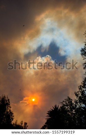 Australian bushfire: trees silhouettes and smoke from bushfires covers the sky and glowing sun barely seen through the smoke. Catastrophic fire danger, NSW, Australia Royalty-Free Stock Photo #1557199319