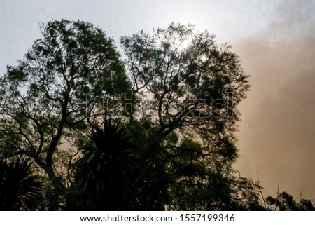 Australian bushfire: trees silhouettes and smoke from bushfires covers the sky and glowing sun barely seen through the smoke. Catastrophic fire danger, NSW, Australia Royalty-Free Stock Photo #1557199346