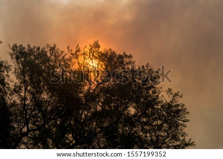Australian bushfire: trees silhouettes and smoke from bushfires covers the sky and glowing sun barely seen through the smoke. Catastrophic fire danger, NSW, Australia Royalty-Free Stock Photo #1557199352