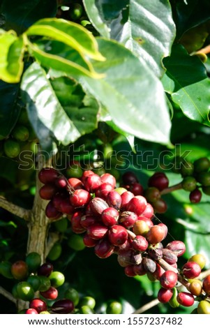 Closeup of coffee beans fruit on tree in farm and plantations.