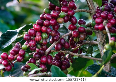 Closeup of coffee beans fruit on tree in farm and plantations.