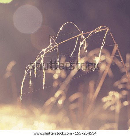 Autumn grass with water drops during the rain. Macro image, shallow depth of field.