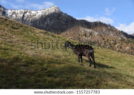 Black goat feeding on a meadow in the mountains