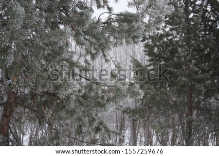 Photo winter landscape, Russian winter 