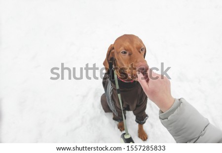 Girl's hand pinches a cute dog over her nose against the background of snow while walks in the winter season. Funny dog and girl's hand against the background of snow. Copespace