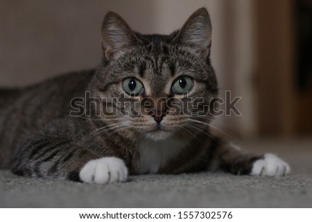 Gray, striped cat with white paws and green eyes lies on the floor.