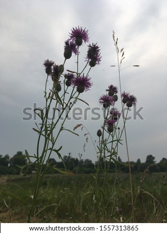 Wild grass. Flowers violet pink. Wildlife natural park. Green thistle field silhouette.