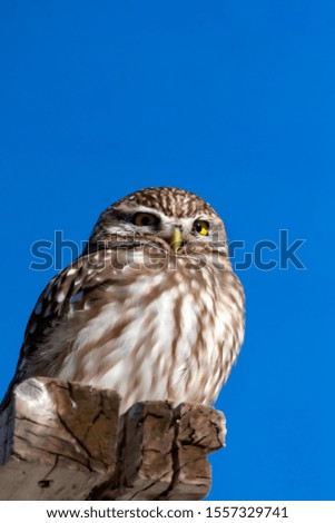 Cute little owl. Nature background.