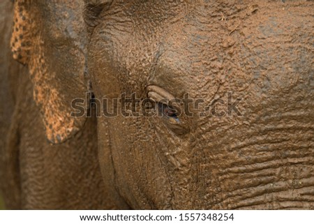 Mud bath beautiful Sri Lanka giant elephant eye for advertisement background image for a beautiful animal poster and pictures. Rain drops with sand bathed nature in national park close up shot