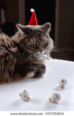 Funny grey Cat is playing with Christmas toy. Red Santa Claus hat. Christmas season and New Year