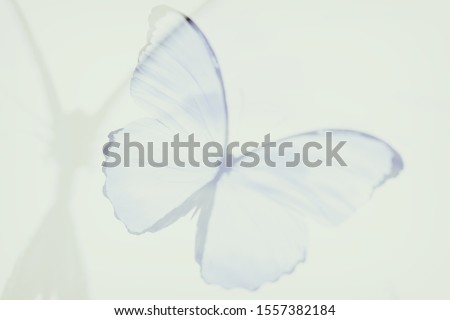 butterfly abstract blur. multiple exposure
