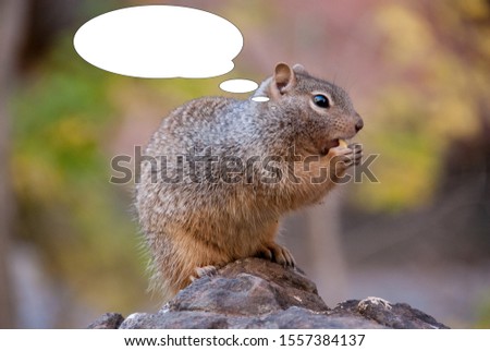 Funny picture with bubble idea squirrel eating nuts.