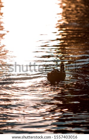 Duck Swimming Upstream With Afternoon Sunlight Reflecting Off The Water And Shimmering Reflection