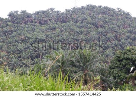Green palm groves in the morning