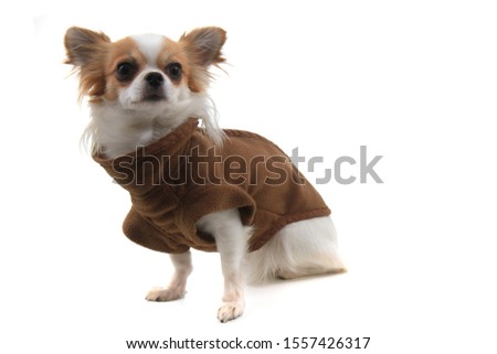 long hair chihuahua Violka dressed in new outfit
