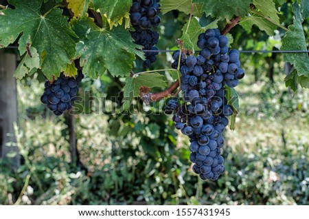 Black bunches in vineyard close up